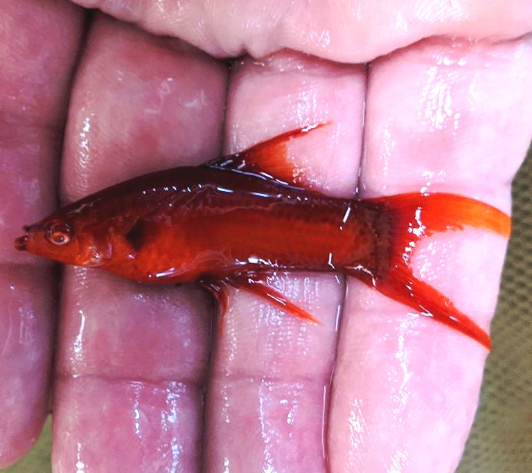 Swordtail - Vampire Blood Red